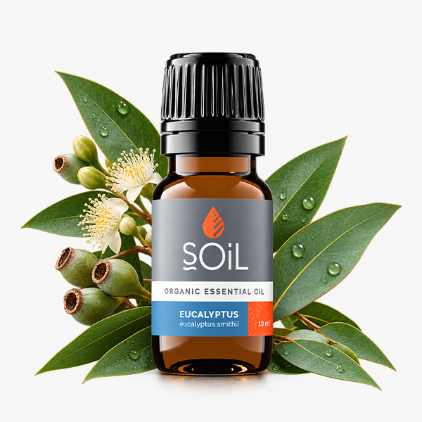 Eucalyptus Essential Oil for Autumn